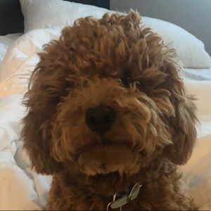 Meet your Posher, Marjorie